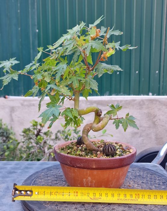 Bonsai Acer Palmatum Yamamomiji