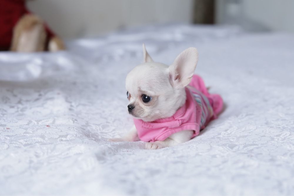 Дуже маленька, мікро