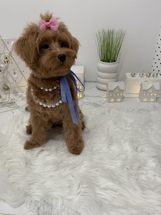 Помапу — Це не просто цуценята  це любов у формі собаки