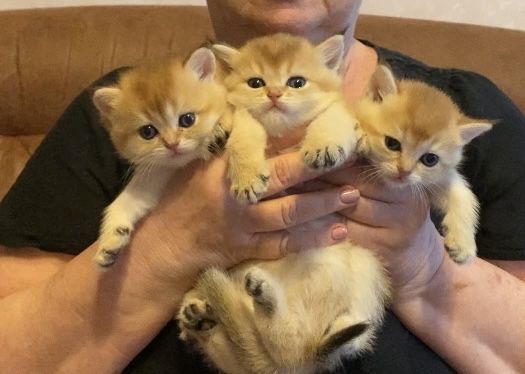 Малыши Шиншила золотая