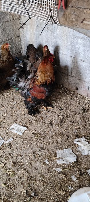 Ovos de galinha brahma perdiz.