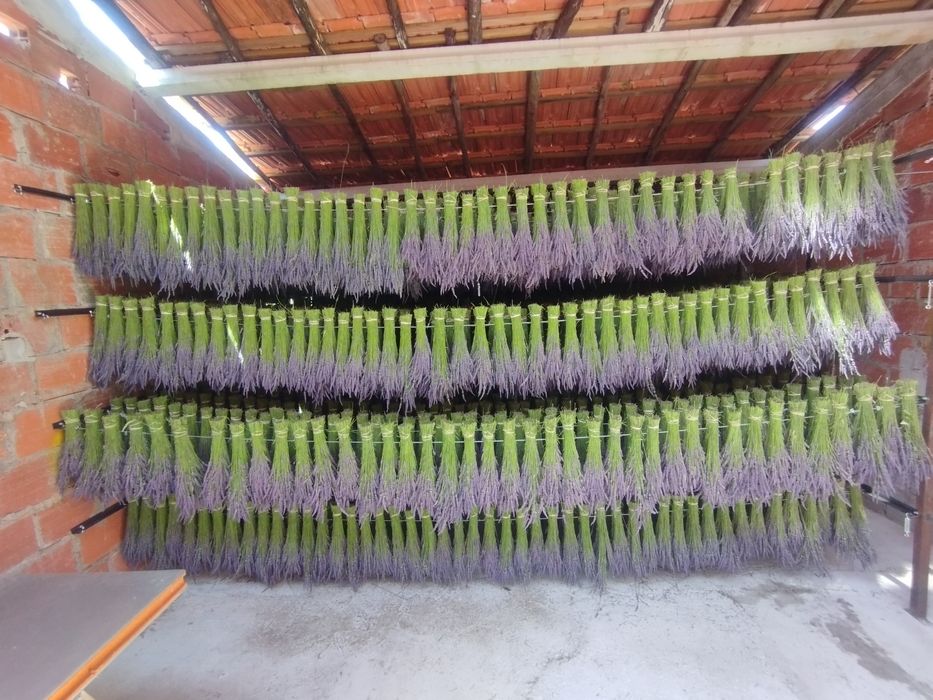 Ramos de alfazema BIO