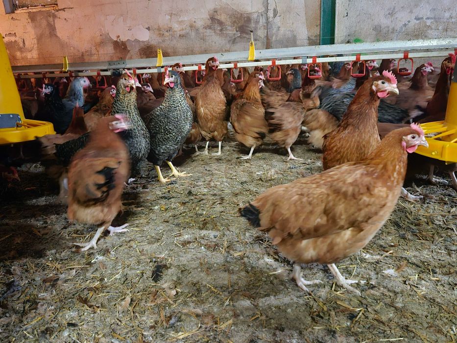 Kurki nioski ROSA brązowa i kolor odchowane