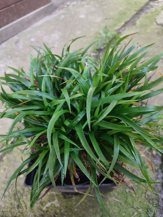 Trawa Kosmatka Sprzedam