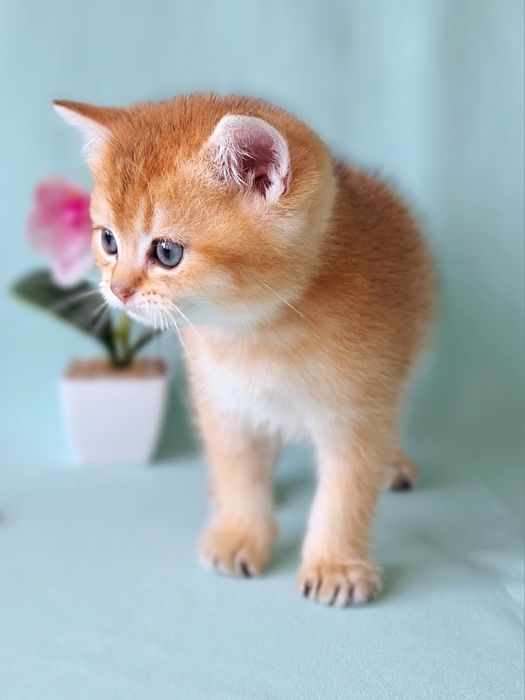 Золотий британський хлопчик.