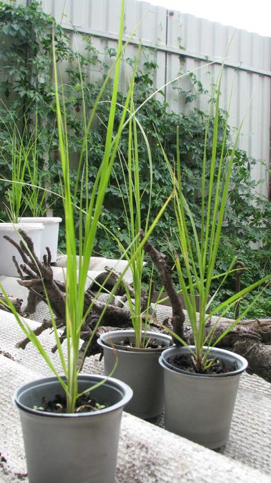 Однорічні саджанці пампасної трави рожевої (кортадерія)