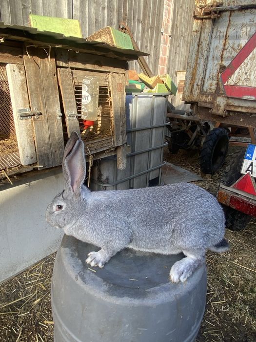 Sprzedam samice olbrzyma