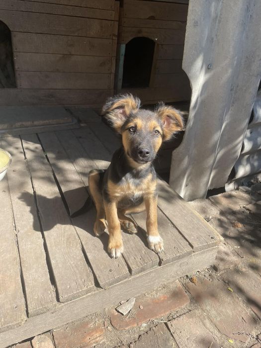 Цуцики шукають родину