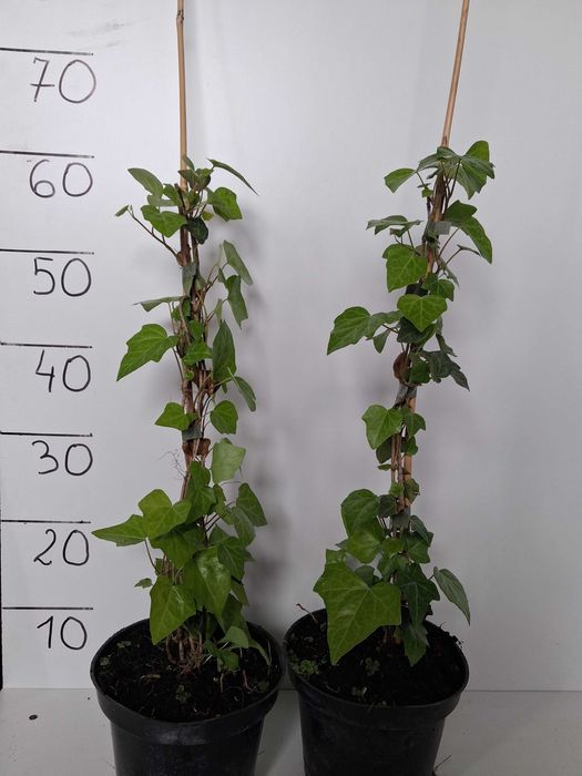 Bluszcz Pospolity (Hedera helix) Duża sadzonka