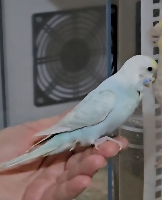 Piriquito domesticado