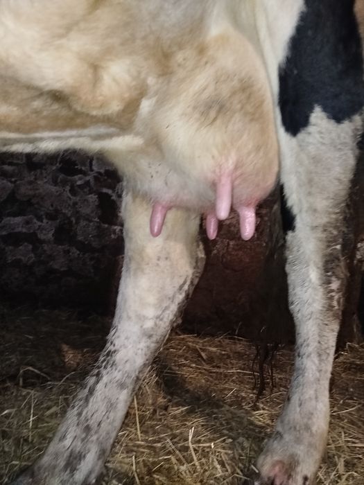 Продам молоду молочну Корову