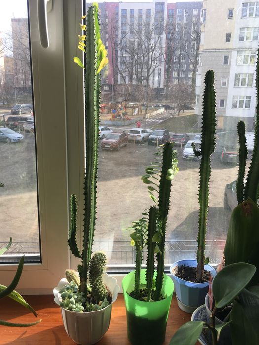 Квіти, вазони, кімнатні рослини.