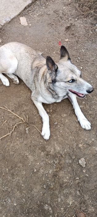Цуценята в добрі руки