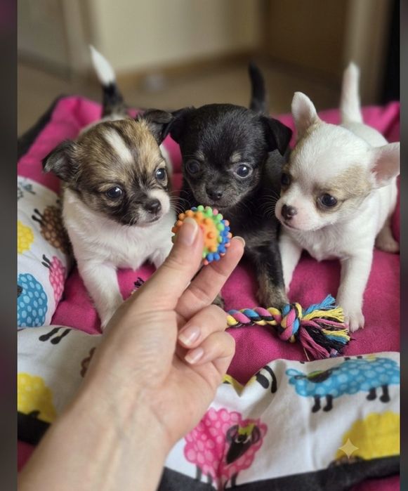 Chihuahua suczka super socjalizowana przez kynologa i behawioryste.  Czytaj opis.