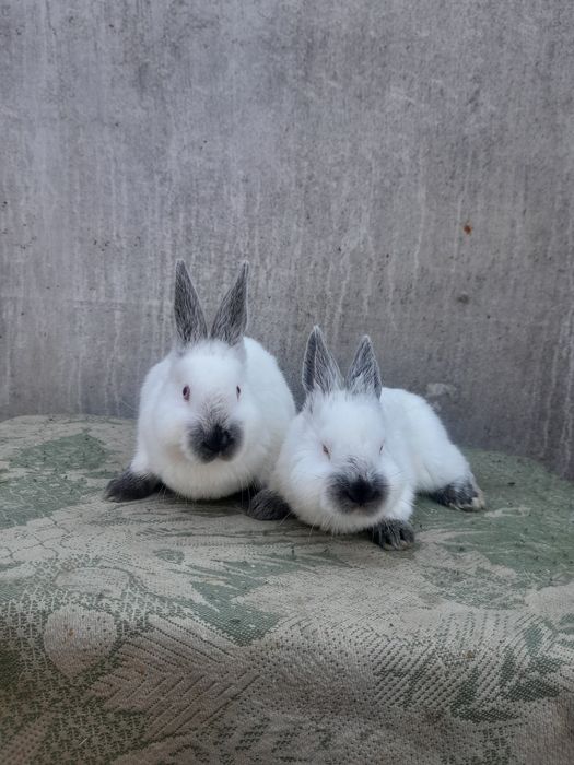 Кролики каліфорнія
