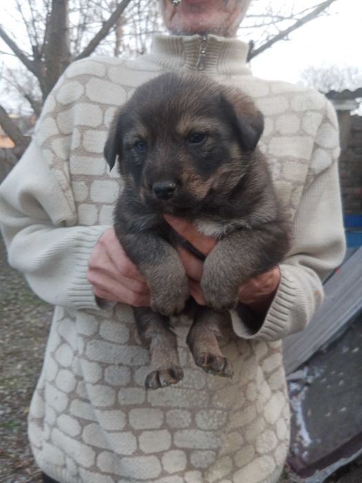 Отдам бесплатно щенков.