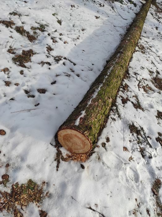 Kłoda,drąg, drzewo, modrzew