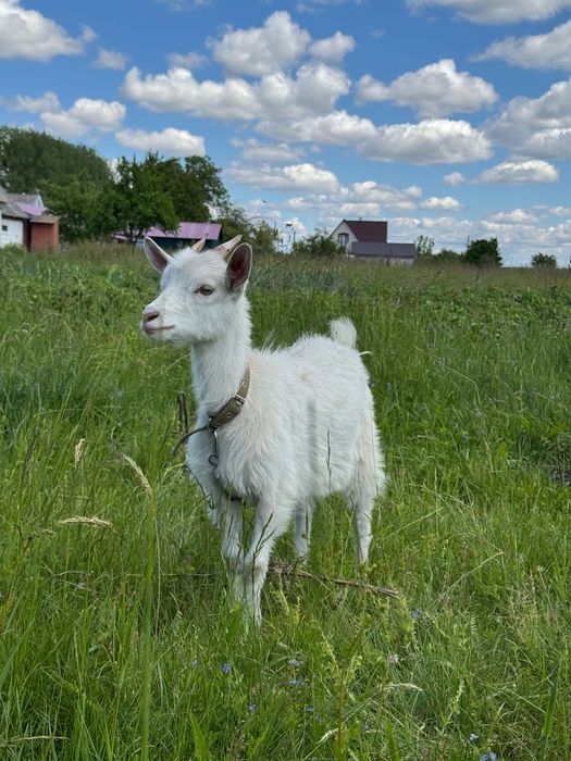 Продам козу дойну , двох козенят дівчат по 3 місяці та козла