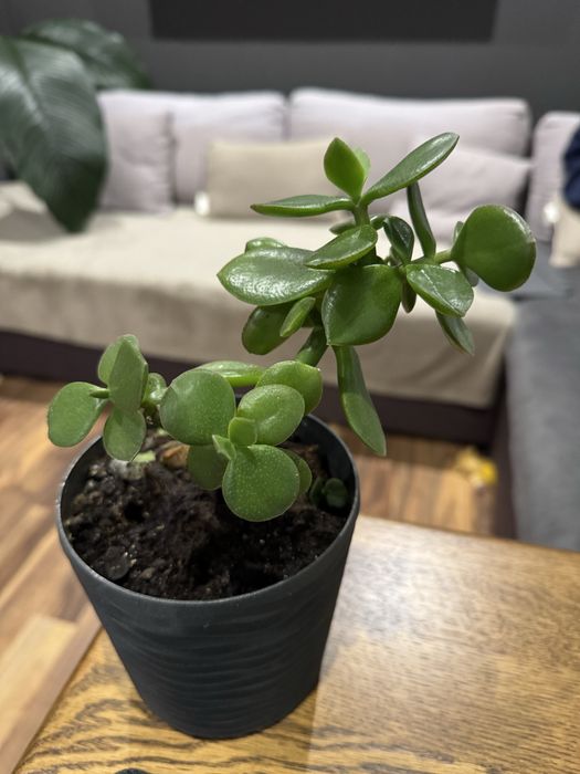 Кімнатні рослини безкоштовно