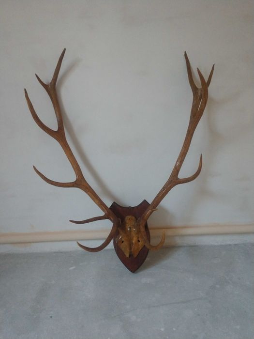 Великі роги оленя в чудовому стані