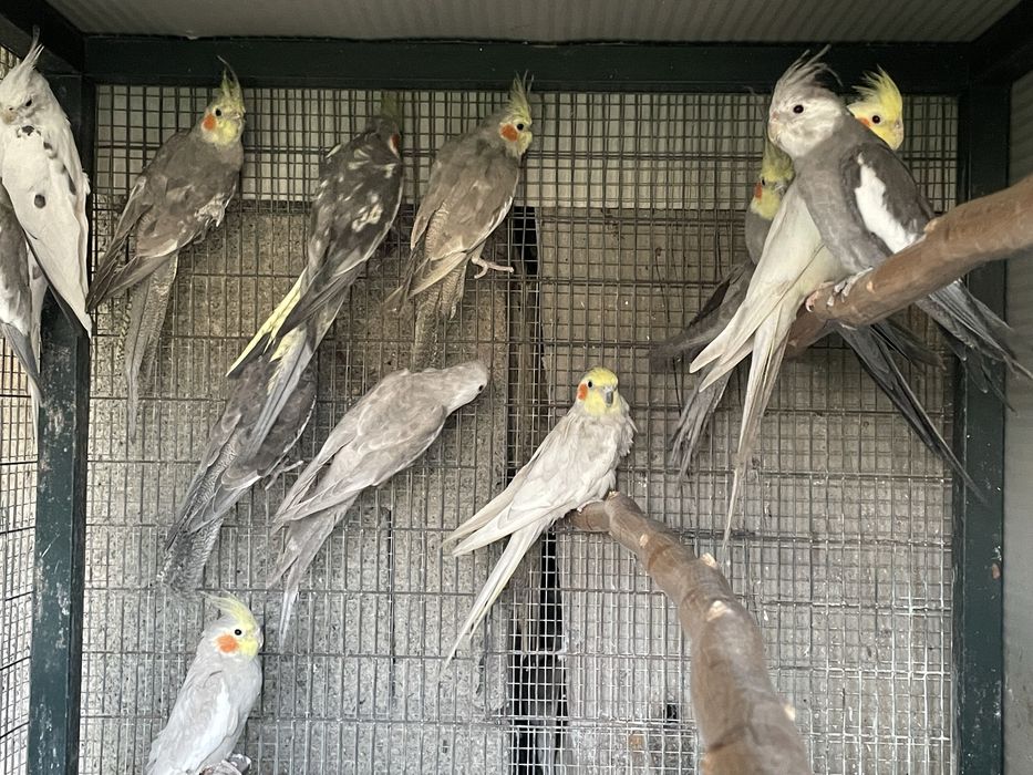 Varias caturras disponiveis