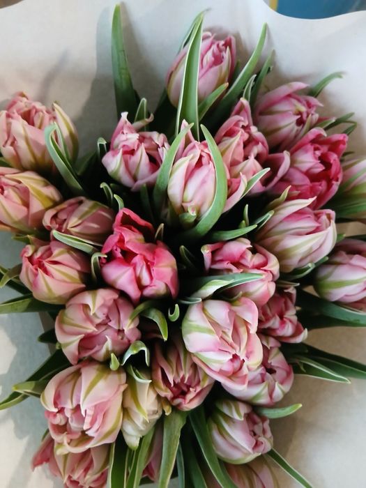 Тюльпан 35грн/шт.