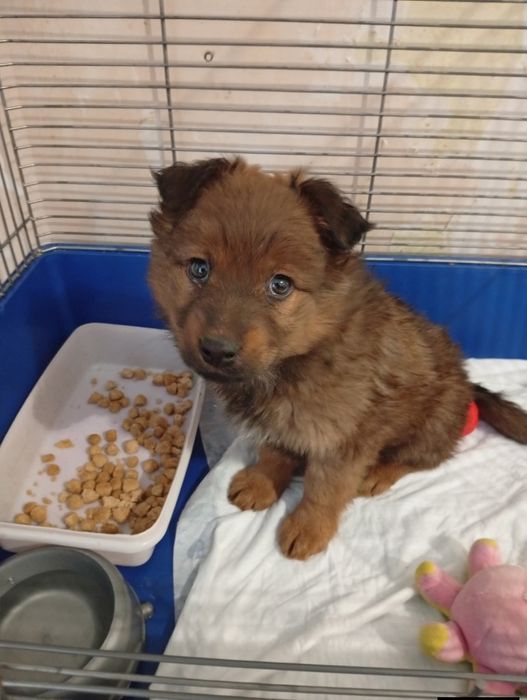 Метисы БОЛОНКИ Днепр