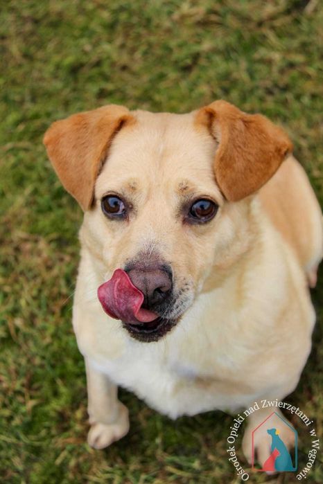 PIĘKNY, większy, wesoły i towarzyski - ma przepiękny uśmiech
