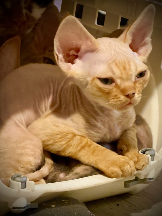 Devon Rex kocurek rodowód FPL