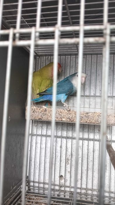 Casal de roseicollis longofaces