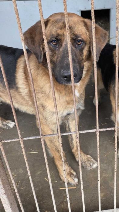 Owczarek  szuka domu schronisko Zgierz -aktualne