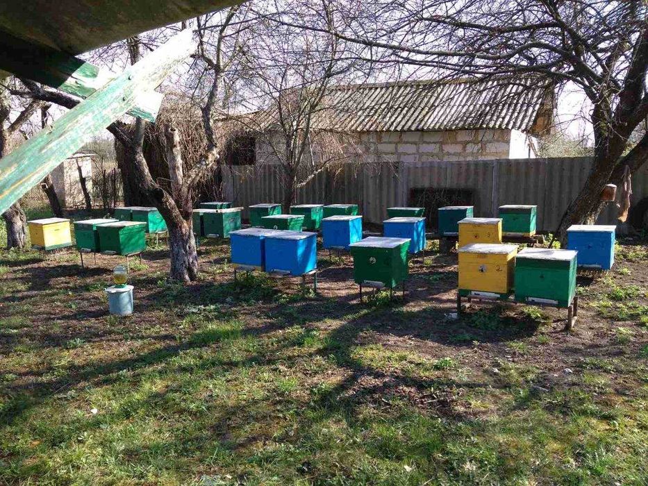 Укомплектовані вулики