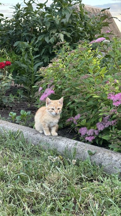Руденький котик, безкоштовно
