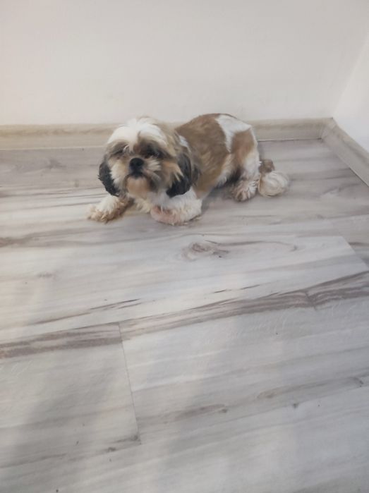 Shih TZU TRI kolor