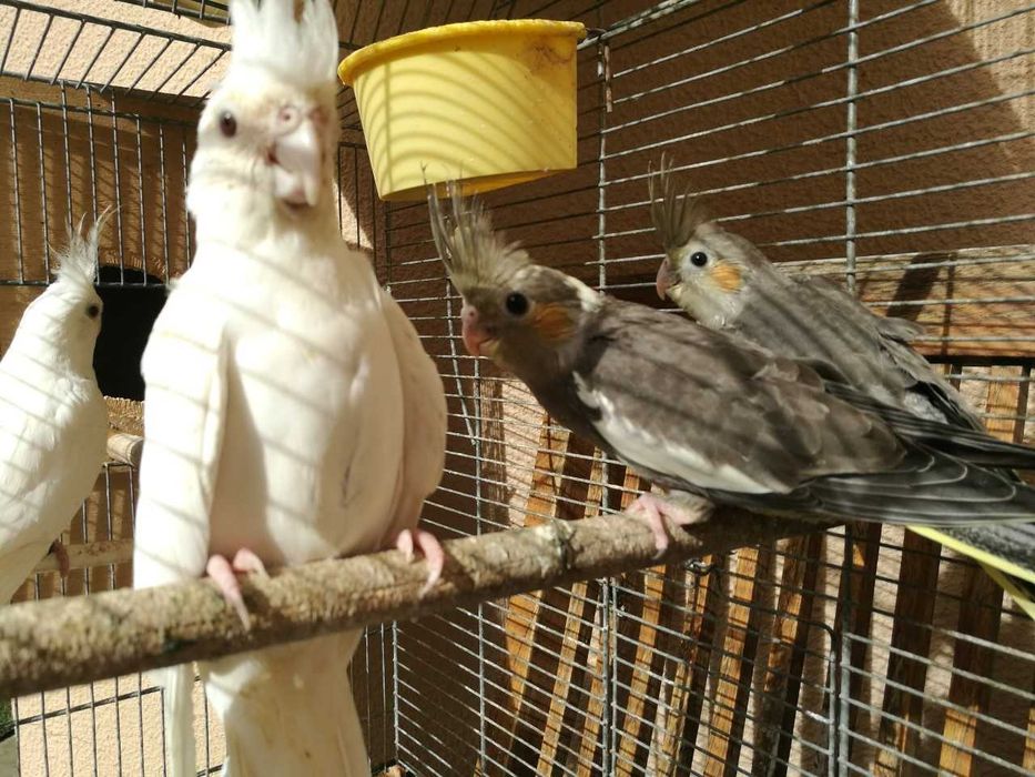 Troco varias gaiolas grandes e pequena q tenho p aves ou outras coisas