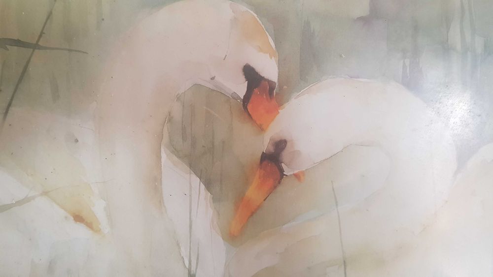 Jan Koistra "Os Cisnes" moldura em cerejeirra. 86 x 63