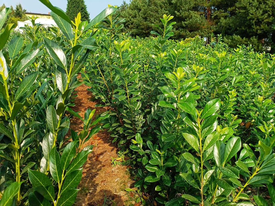 Sadzenie! Novita! Laurowiśnia wschodnia! Novita! Do 200 cm! Dostawa