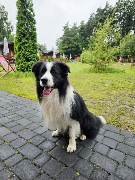Domki letniskowe, basen, plac zabaw,  zwierzęta mile widziane