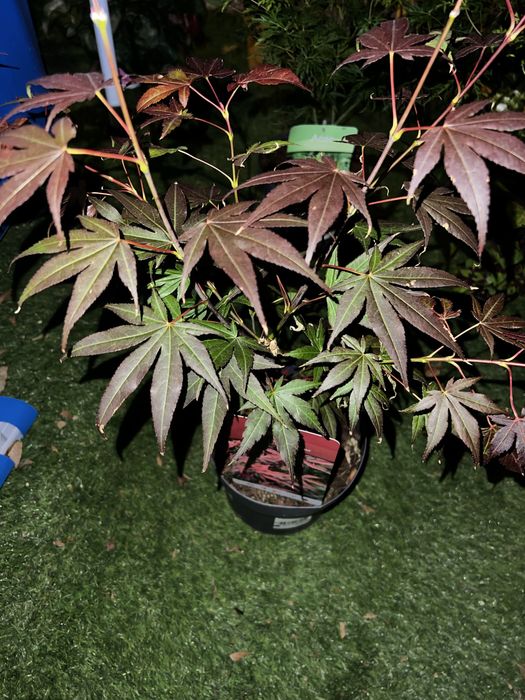 Variedades de acers palmatum