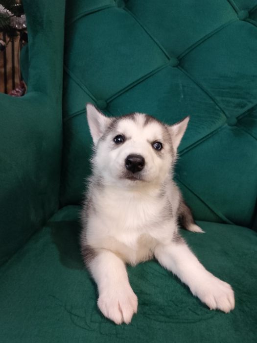 Sunia  Syberian Husky