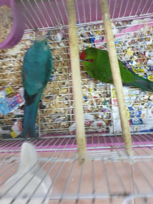 Karakakis lindissimos