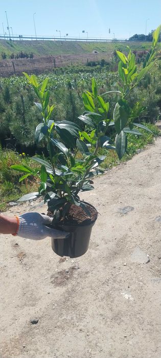 Laurowiśnia 70-110cm Białogard dowóz gratis