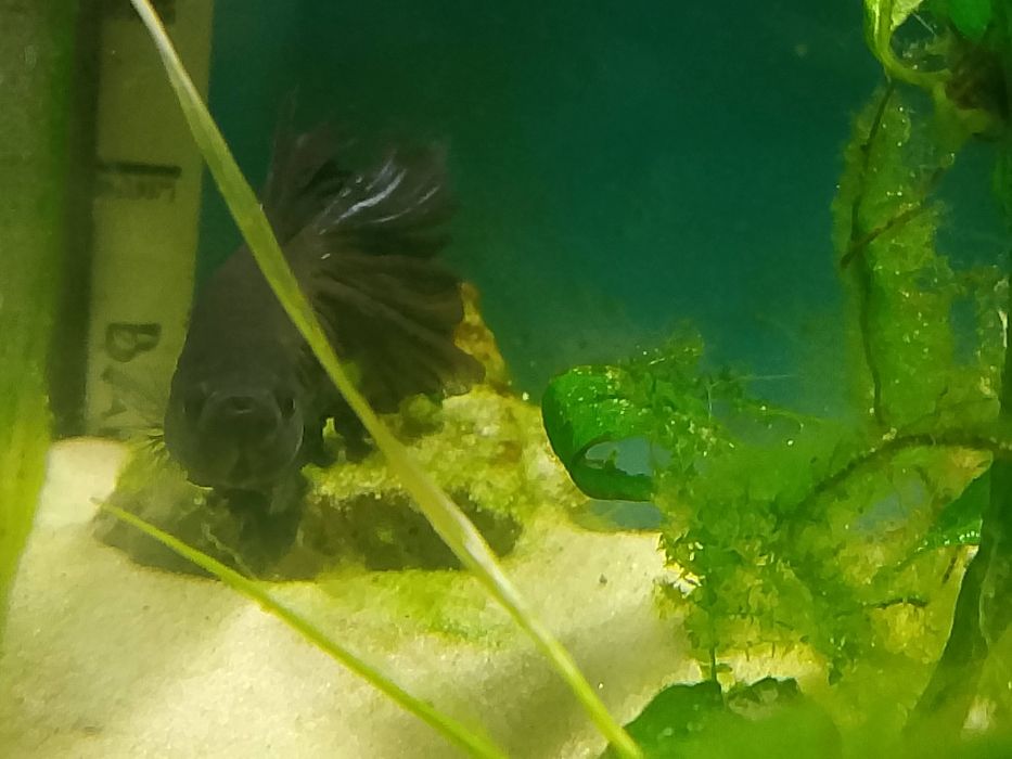 Ryba Bojownik samiec