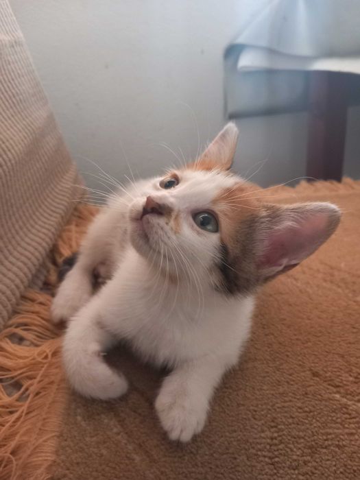 Gatinhos para adopção responsável