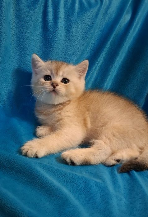 Нежные короткошёрстные котята