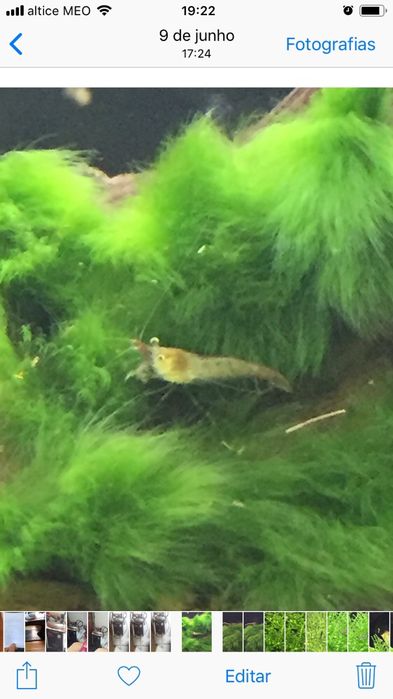 Camarões Neocaridina Wild