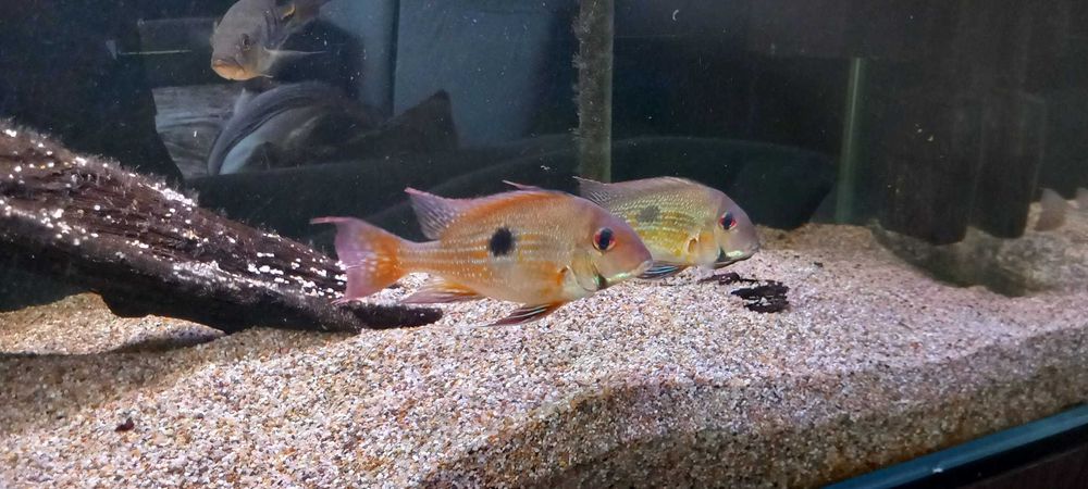 geophagus brachybranchus 5 szt
