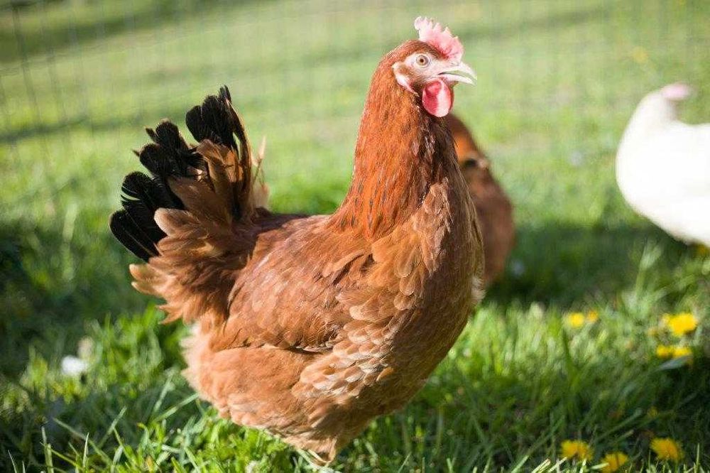 Kury kokoszki nioski odchowane Rosa dowóz Gratis