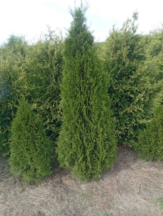 Duże tuje brabant 200 cm szmaragd aureospicata dowóz