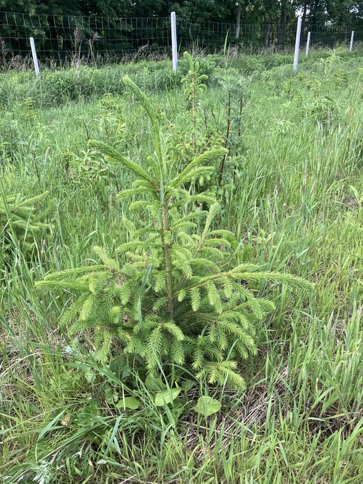 Świerk pospolity, srebrzysty, z bryłą korzeniową